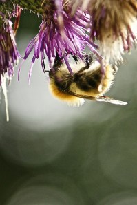 14753712546_f90296ebb5