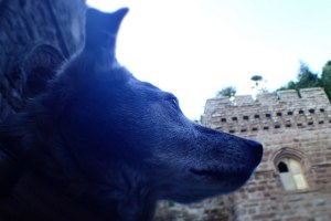 19257095928_245e59ca3d_z