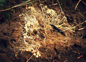 8373620765_2c718e6e07_z