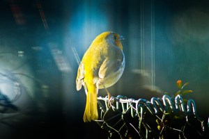 8391062668_3f71900d7b_z