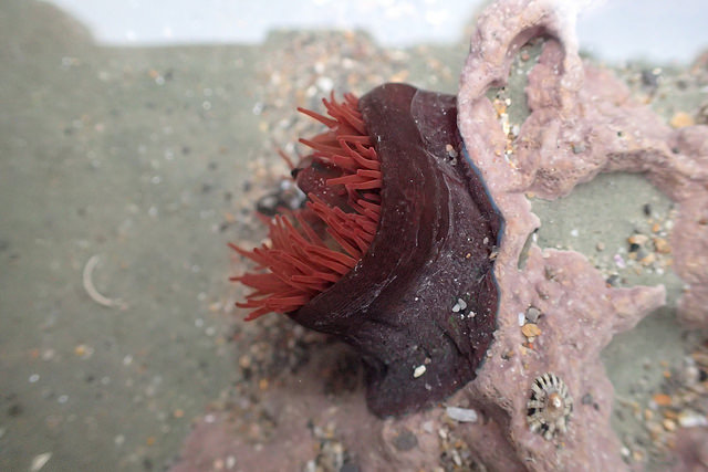 23095302034_4e4715ee7f_z