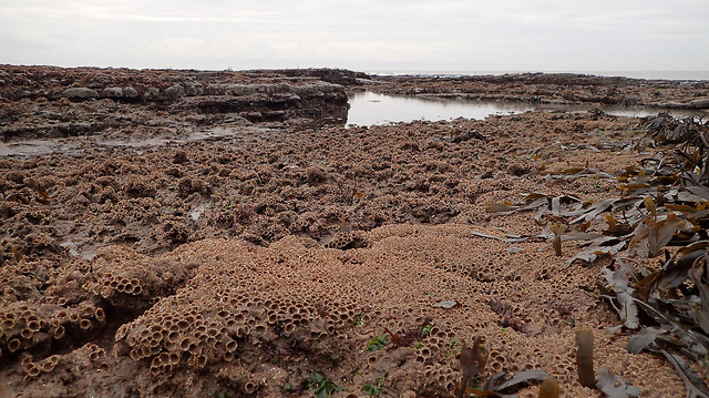 23641188461_5c09ab60a7_z