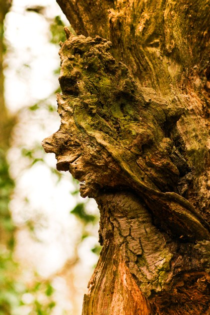 7002734899_6dcf99a3db_k