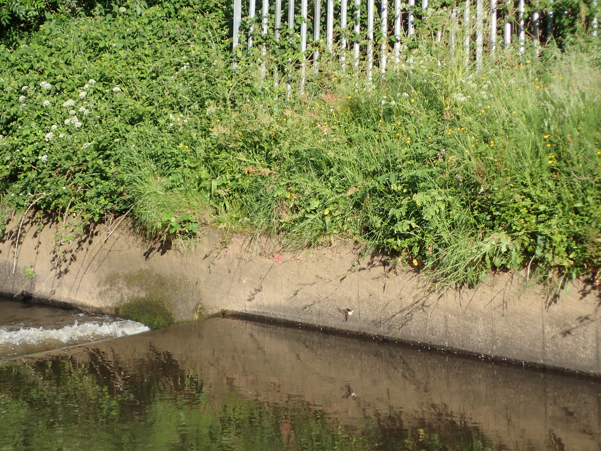 27628896865_932ba4af46_k