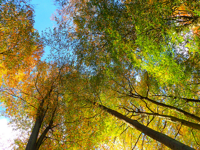 30695178666_0316e12d33_z