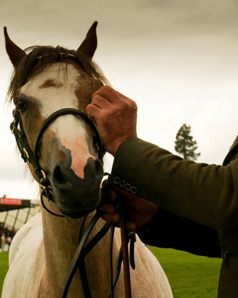 31455529650_0da57973e4_z