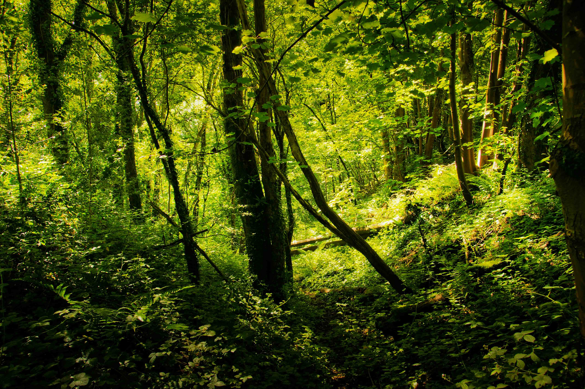 7531008050_0ddfbc8cc1_b