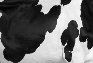 36154945513_8df240fe2c_o