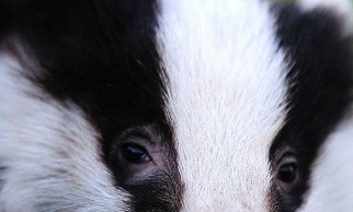 36154955033_a45cc24e2e_z