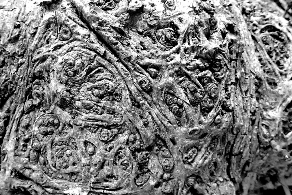 36946862891_710c1a58a4_b