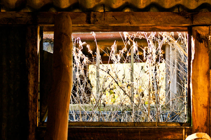 A wild patch sandwiched between two orchard barns, seen through a glassless window. Photo by me. 