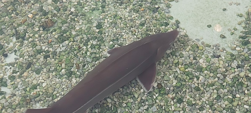 Sturgeon – The Ecophilosopher’s Fish.